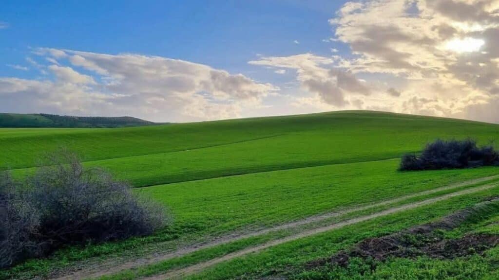 Après plus de 100.000 hectares touchés, la relance agricole s’organise dans le Gharb et le Loukkos