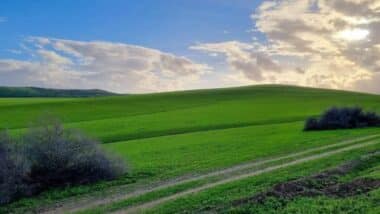 Gharb et Loukkos : plus de 100.000 hectares touchés, la relance agricole s’organise