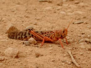 Criquets pèlerins : situation acridienne sous contrôle malgré une première apparition à Zagora