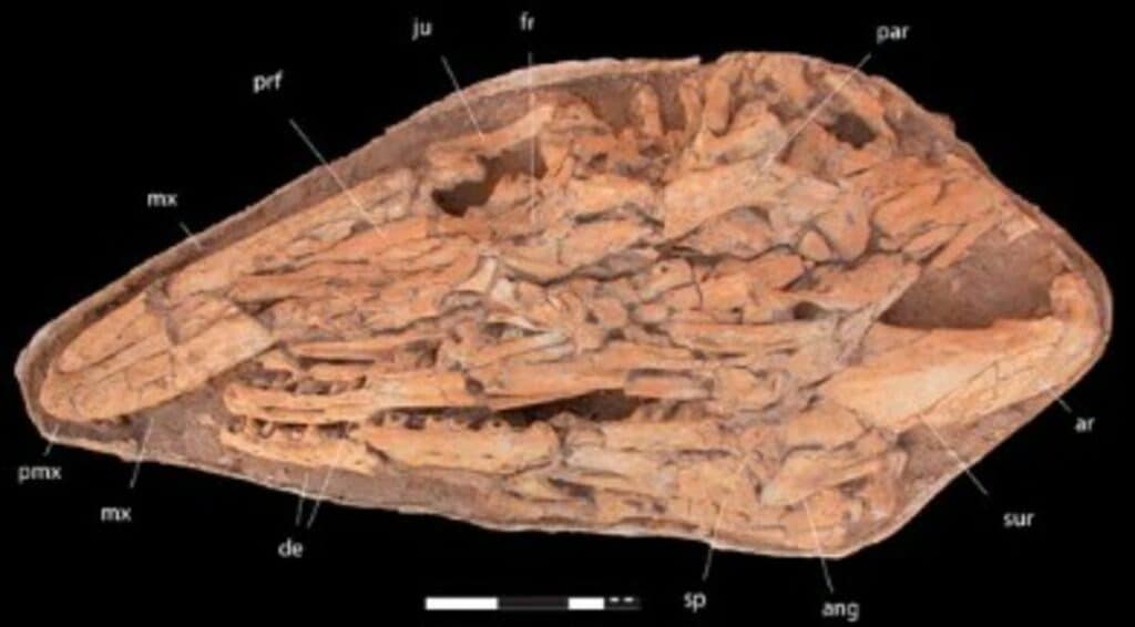 Un nouveau mosasaure géant découvert dans les phosphates de Khouribga.