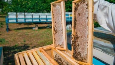 Apiculture : pour relancer la production de miel, l’Oriental veut miser sur les coopératives