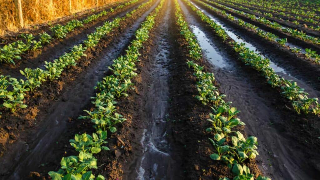 Campagne 2025-2026 entre espoir de récolte céréalière et pari sur les cultures printanières