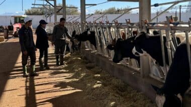 Élevage : comment Al Moutmir compte améliorer la vie des agriculteurs