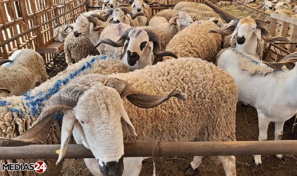 Des moutons destinés au sacrifice de Aïd al-Adha.