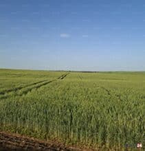 Céréales. Une récolte en forte hausse au Maroc, mais toujours sous la menace d’un coup de chaleur