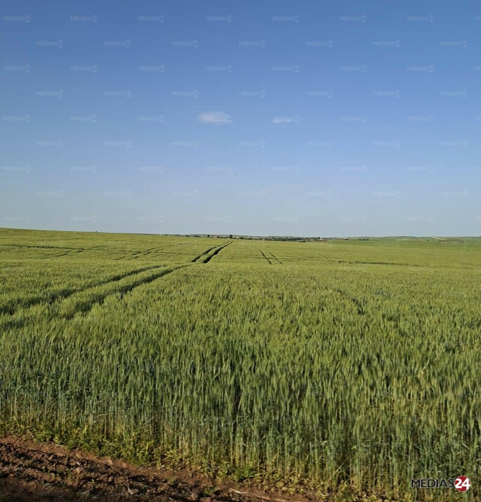 Céréales. Une récolte en forte hausse au Maroc, mais toujours sous la menace d’un coup de chaleur