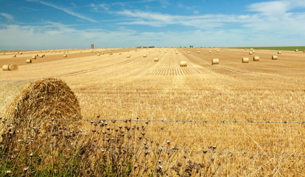 Céréales : le Maroc table sur une récolte de près de 90 Mq