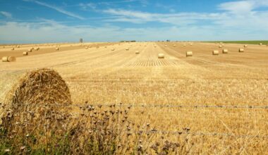 Céréales : le Maroc table sur une récolte de près de 90 Mqx