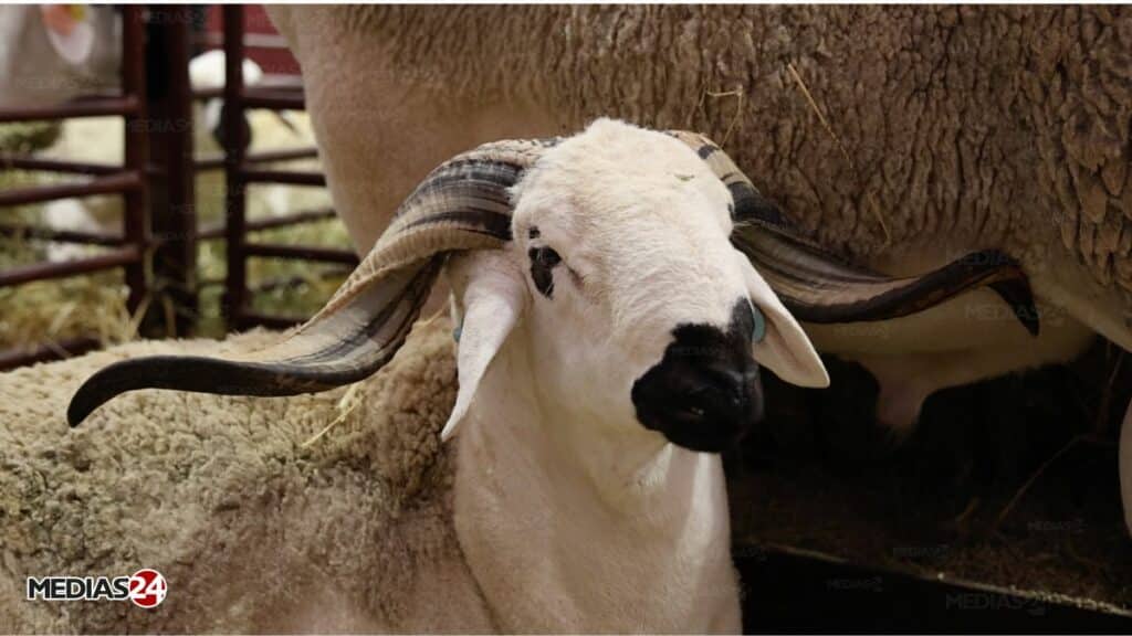 Aïd al-Adha : offre abondante, qualité au rendez-vous… les éleveurs livrent leurs conseils aux consommateurs