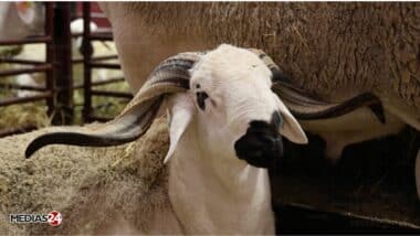 Aïd Al-Adha : offre abondante, qualité au rendez-vous… les éleveurs livrent leurs conseils aux consommateurs