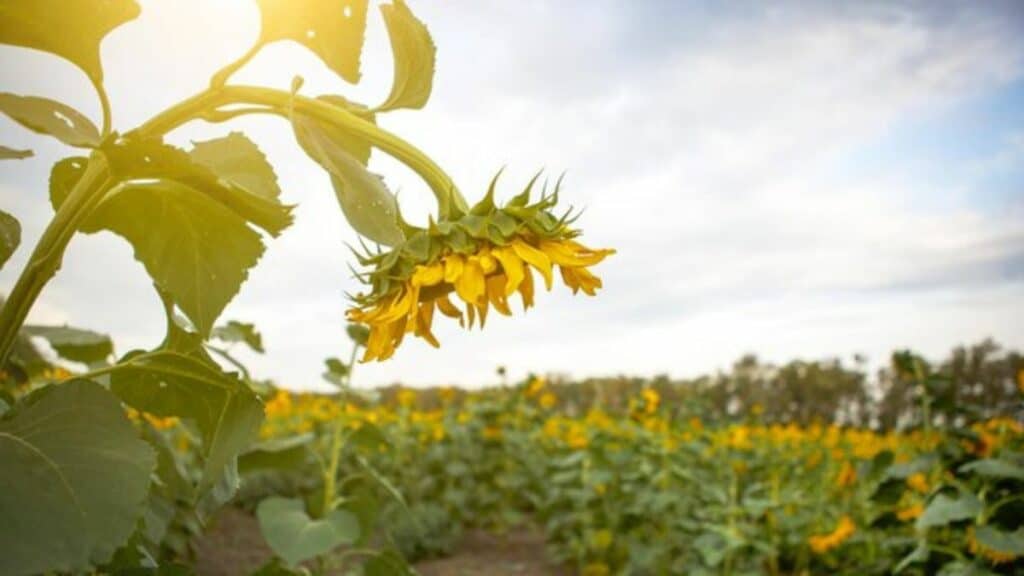 Filière oléagineuse 30.000 tonnes attendues, mais 98 % des besoins restent importés