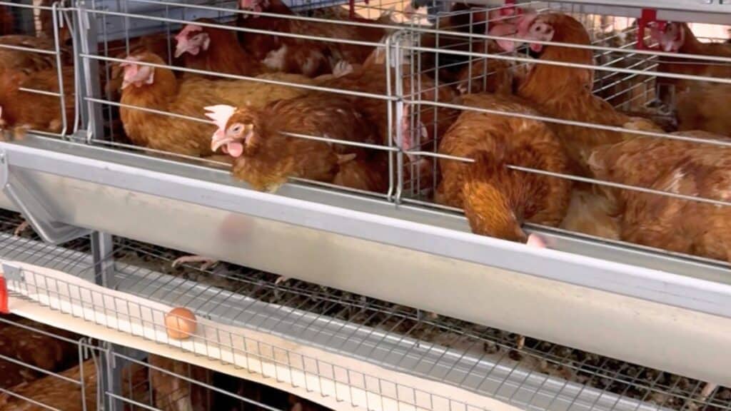 Volailles forte autosuffisance et dynamique export, l’informel reste un défi de la filière