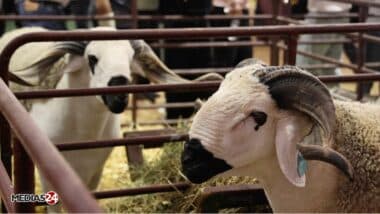 Viandes rouges : une bourse nationale comme solution pour encadrer les prix