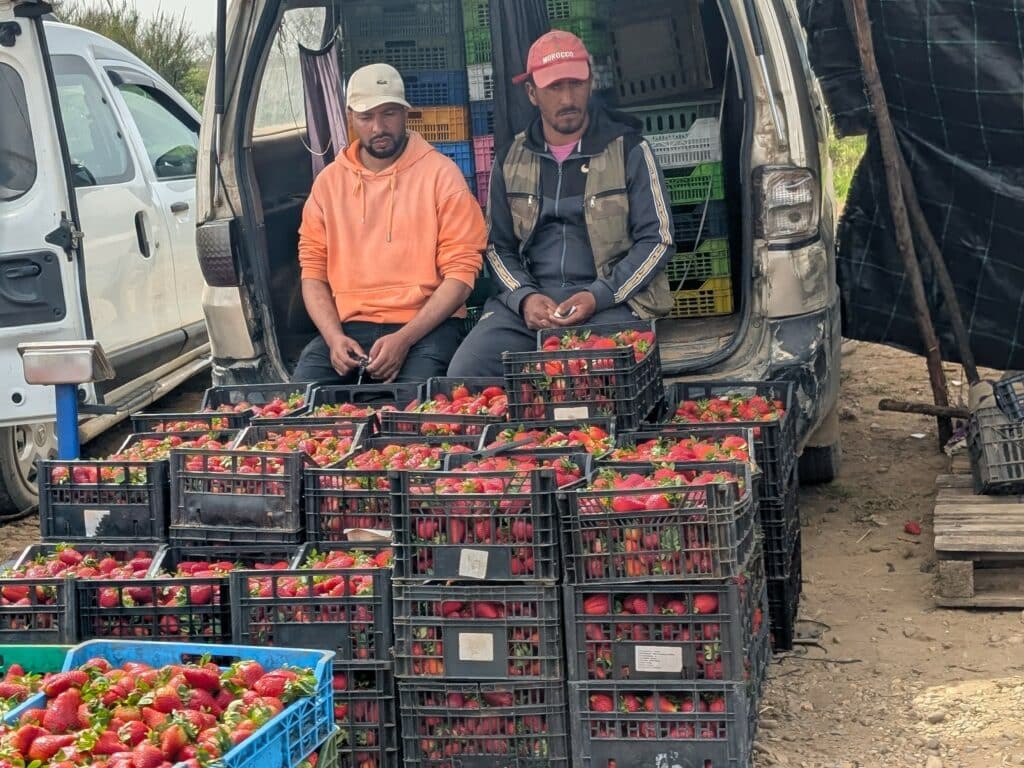 Report. In Gharb-Loukkos, the strawberry is losing ground