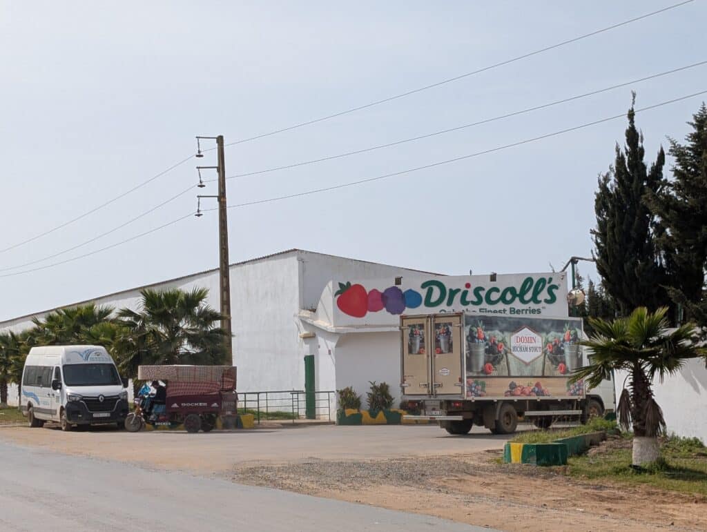 Report. In Gharb-Loukkos, the strawberry is losing ground