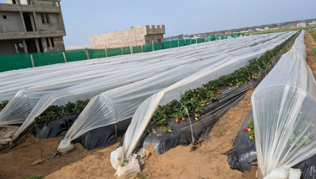 Report. In Gharb-Loukkos, the strawberry is losing ground