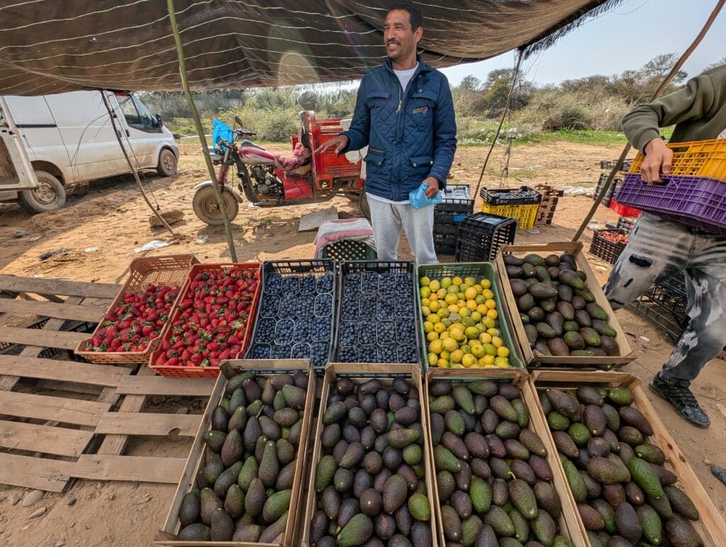 Report. In Gharb-Loukkos, the strawberry is losing ground