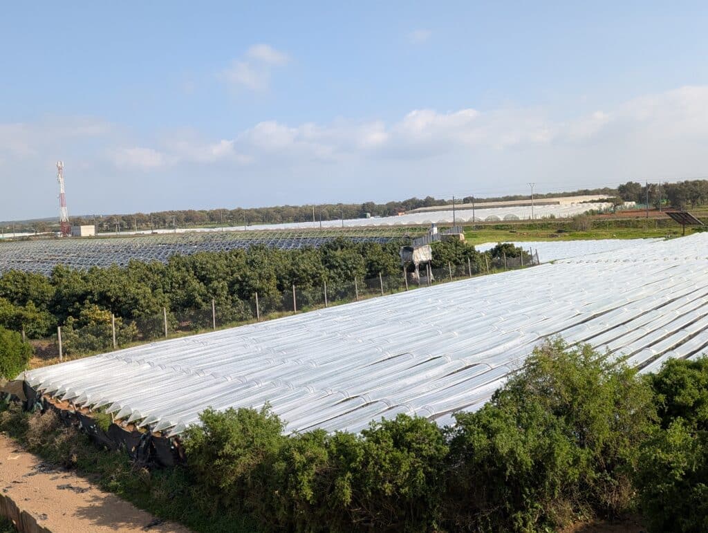 Report. In Gharb-Loukkos, the strawberry is losing ground