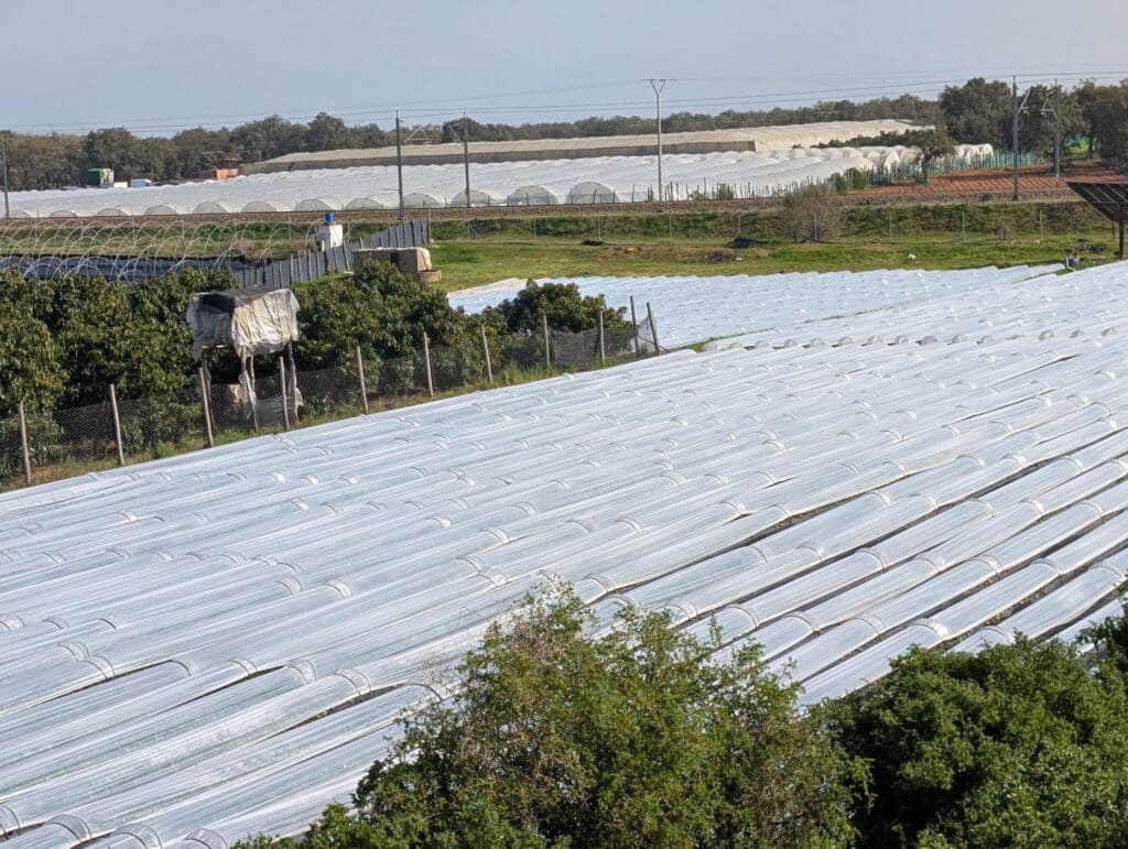 Report. In Gharb-Loukkos, the strawberry is losing ground