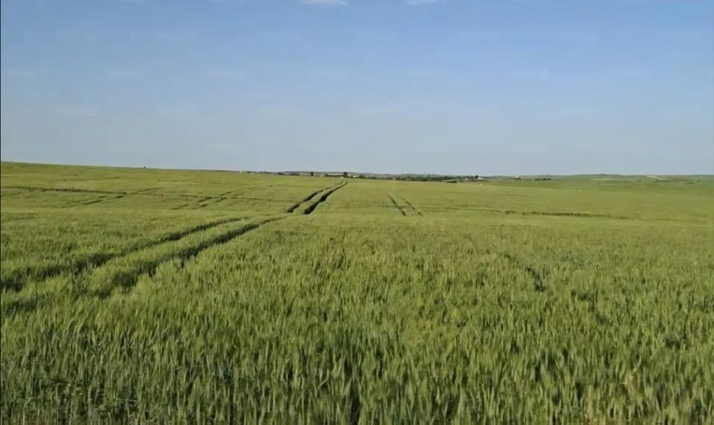 Agriculture: Imported fertilizers surge 40–60%, squeezing farmers’ margins