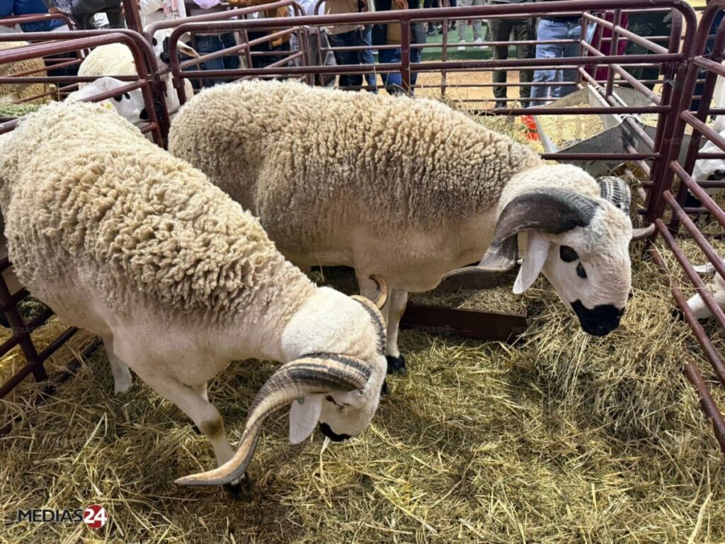 Aïd al-Adha. Les prix de la viande ovine s’envolent.